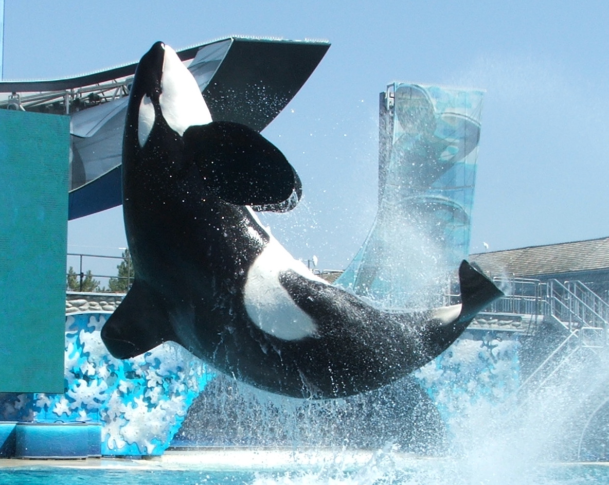 sea world behind the scenes essay sea world behind the scenes essay