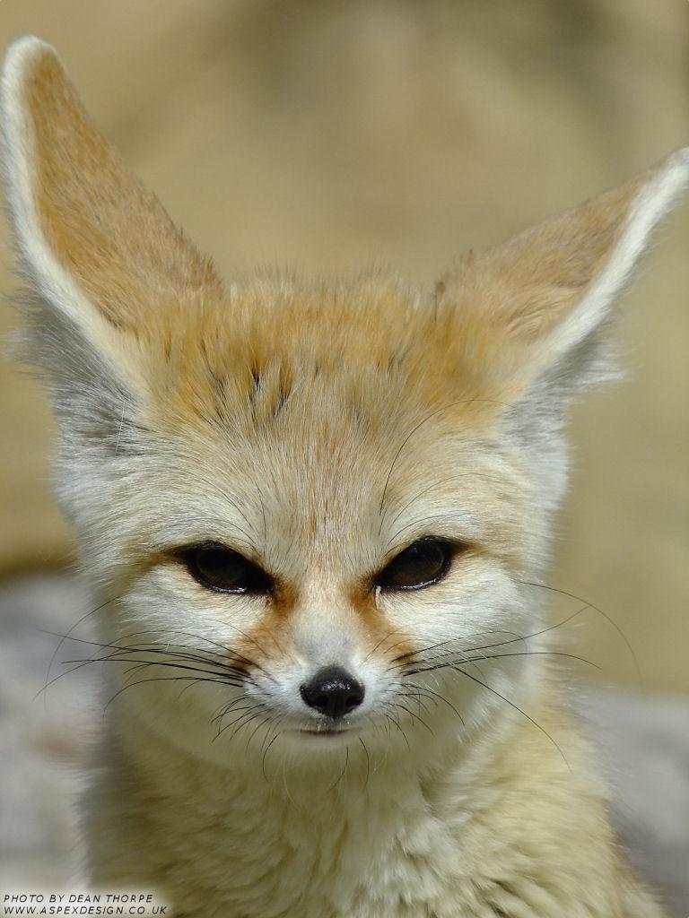 Portrait fennec animal mammal Cut Out Stock Images & Pictures - Alamy