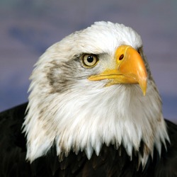 American Bald Eagle aguila picture Bald_eagle_head_frontal