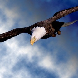 American Bald Eagle picture aguila Bald-eagle-43