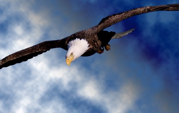 American Bald Eagle picture aguila Bald-eagle-43
