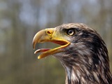 American Bald aguila Eagle picture Juvenile_Bald_Eagle_(head)