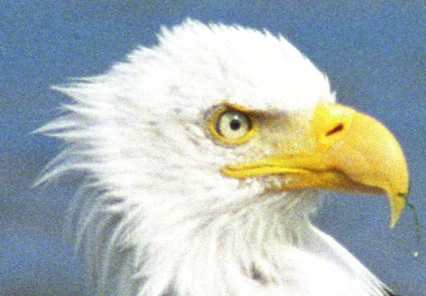 American Bald picture aguila Eagle Eagle picture American Bald aguila Baldeagle-06jul16