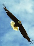 American Eagle aguila Bald picture Baldeagle-05jul2