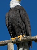 American picture Bald Eagle aguila Haliaeetus_leucocephalus_(softeis)