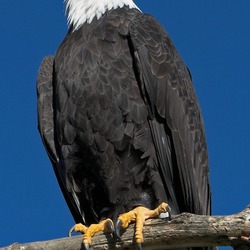 American picture Bald Eagle aguila Haliaeetus_leucocephalus_(softeis)
