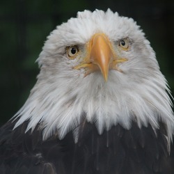 Bald American picture Eagle aguila Bald_Eagle_RWD