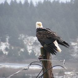 Bald Eagle American picture aguila Bald_Eagle,_Kodiak,_Alaska