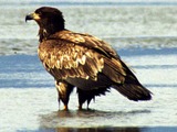 Bald aguila American Eagle picture Juvenile_Bald_Eagle_Wet