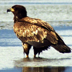 Bald aguila American Eagle picture Juvenile_Bald_Eagle_Wet