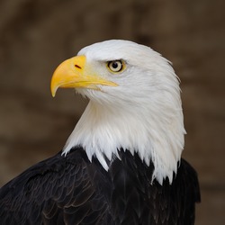 Bald aguila Eagle picture American Bald_Eagle_Portrait
