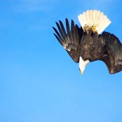 Bald picture Eagle American aguila Bald_Eagle_Alaska_(20)