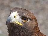 Eagle American aguila Bald picture Young_Bald_Eagle_Head_(4451575450)