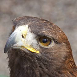 Eagle American aguila Bald picture Young_Bald_Eagle_Head_(4451575450)