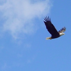 Eagle Bald aguila picture American EagleSoars