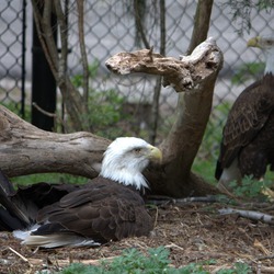 aguila Bald American Eagle picture Bald_eagles_(4531333998)