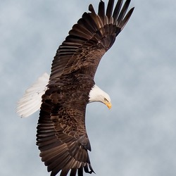 aguila Bald picture American Eagle Bald-eagle-160