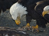aguila Bald picture Eagle American Bald_Eagle_Alaska_(14)