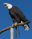 Bald Eagle