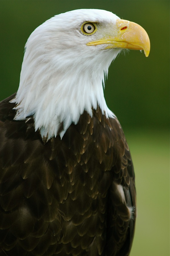 aguila picture American Eagle Bald Bald_Eagle_-__Helga__-_Haliaeetus_leucocephalus2