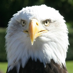aguila picture Bald American Eagle bald_Eagle_Head_2_(1225541248)
