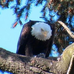 picture Eagle aguila American Bald eaglePapaFeed4