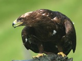 Eagle photo aquila bird Golden Golden_Eagle_(Aquila_chrysaetos)_(6)
