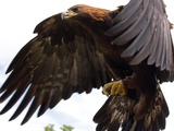 Golden Eagle bird photo aquila Golden_Eagle_in_flight_-_5