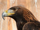 Golden Eagle bird photo aquila Steinadler,_Aquila_chrysaetos_02