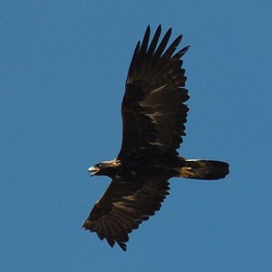 Golden photo bird Eagle aquila Golden_Eagle_in_flight_-_3