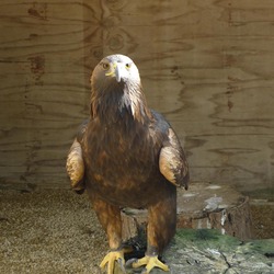 bird Golden aquila Eagle photo Aquila_chrysaetos_-Cotswold_Falconry_Centre,_near_Moreton-in-Marsh,_England-8a_(1)