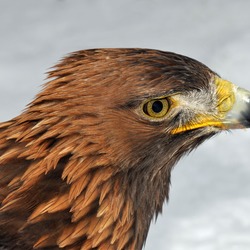 bird aquila Golden Eagle photo Aquila_chrysaetos_(Linnaeus_1758)