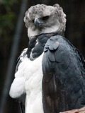American harpia Harpy Eagle aguila Harpia_harpyja_-Fort_Worth_Zoo,_Texas,_USA-8a
