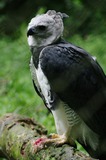 Harpy Eagle