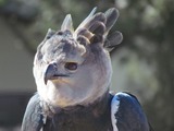 aguila harpia American Harpy Eagle Harpia_harpyja_-falconry_-head-8a