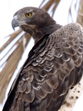 Eagle African Martial bird photo avian Flickr_-_don_macauley_-_Martial_Eagle