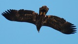 White Tailed Eagle