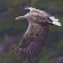picture Eagle aguila White-tailed sea White-tailed-eagle