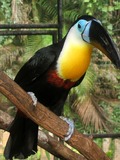 Toucan Channel billed toucan Ramphastos