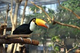 Toucan Photo Gallery