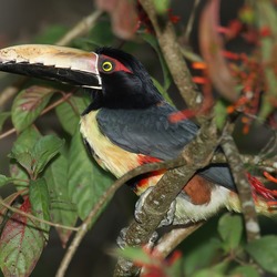 Toucan Pteroglossus-torquatus  Ramphastos