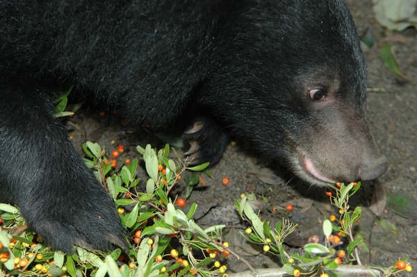 Asiatic Black Bear  asian Formosan Ursus thibetanus