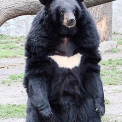 Asiatic Black Bear asian Ursus thibetanus (Wroclaw_zoo)
