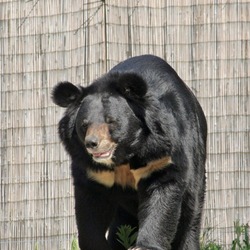 Asiatic Black Bear asian Ursus_thibetanus Philadelphia Zoo