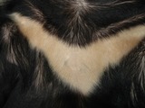 Asiatic Black Bear asian V fur