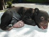 Asiatic Black Bear asian cub baby