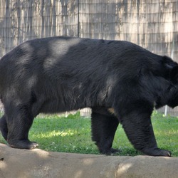 Asiatic Black Bear asianUrsus thibetanus