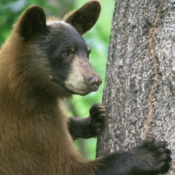 American Black Bear Standing by Tree