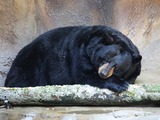 Black Bear American Cincinnati Zoo (2)