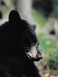 Black Bear American portrait close up